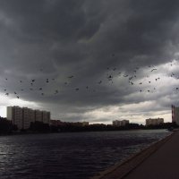 "Буря! Скоро грянет буря!" - Буревестников уже вон сколько! :: Андрей Лукьянов