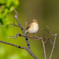 Пеночка-весничка. :: Владимир Лазарев