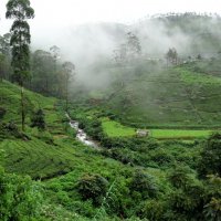 Чайные плантации на Шри- Ланке. :: Elena Ророva