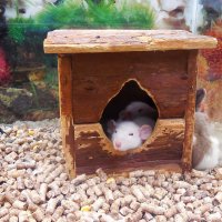 Мышки в домике :: Александр Борисович