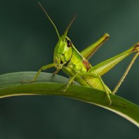 Кузнечик :: Олег Савицкий