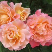 Крымские розы :: Эля Юрасова