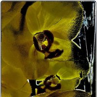 В мире орхидей :: Нина Корешкова