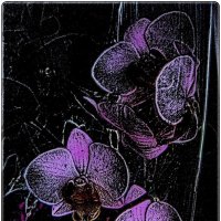 В мире орхидей :: Нина Корешкова