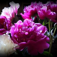 цветы для дома-пионы :: Олег Лукьянов