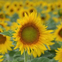 Sunflowers time... :: Lyudmyla Pokryshen