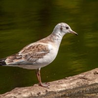 чайка :: Игорь Голубев