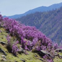 Багульник цветёт :: Виктор Четошников