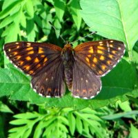 Люцина[1][2], или пеструшка лесная[3] (лат. Hamearis lucina) — дневная бабочка семейства Riodinidae. :: vodonos241 