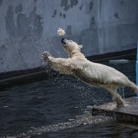 Норди :: Аркадий Лаптенко