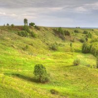 Весенняя зелень :: Константин 