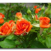 Оранжевые розы. :: Зоя Чария