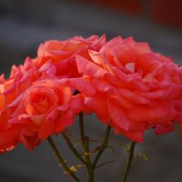 розы :: ЛЕТО Азовское