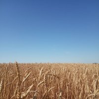 Пшеничное поле. :: Владимир Науменко