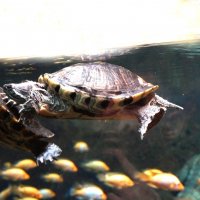 Морские черепахи :: Любовь Клименок