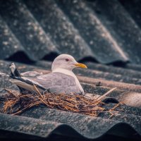 В деревне :: Владимир Колесников