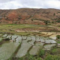 Рисивые террасы Мадагаскара :: Евгений Печенин