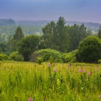 Дождливое летнее утро :: Ольга Решетникова