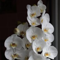 Орхидея :: Екатерина Василькова