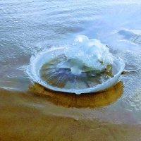 Гигантские скопления медуз движутся к побережью Израиля(из газет) :: Гала 
