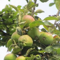 Июльские яблоки. :: Зинаида 
