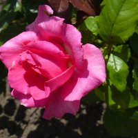 Розы в церковном садике :: Наиля 
