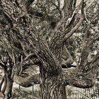 Мрачное друидское дерево :: Тата Казакова