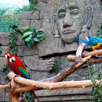 Попугаи Ара :: Любовь Клименок