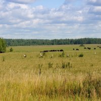 Загонщики :: Сергей Цегельник