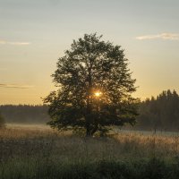 Утро.Июль :: Алексей Сметкин