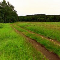 Дорога в поле. :: Галина Полина