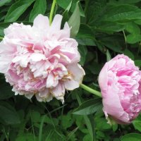 Два розовых цветка :: Дмитрий Никитин