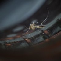 комарик (Culicidae) :: Александр Довгий