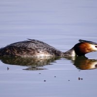 Чомга. Лежание на воде. :: Константин Ординарцев