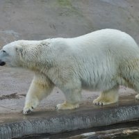 Белый медведь :: Константин Анисимов