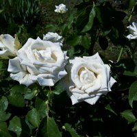 Белые розы 2019г. :: Владимир Бровко