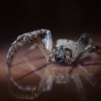 ночной паук :: Александр Довгий