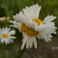 "Сиамские ромашки" :: Марина Никулина