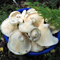 Груздочки белые-царские грибы! :: Ольга Митрофанова
