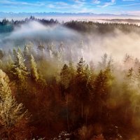 зимний лес на закате :: Elena Wymann