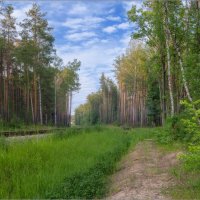 Лесная просека :: Виталий Белов