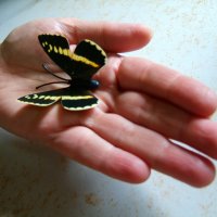 Бабочка на ладошке :: Евгений БРИГ и невич