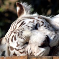 29 июля - международный день тигра :: Дмитрий Солоненко