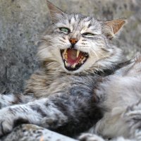 Страшнее кошки зверя нет :: Татьяна Панчешная