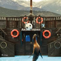 Морской котик в действии... Театр морских животных "Акватория"... Ялта... :: Сергей Леонтьев
