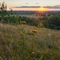 Пижма :: Александр Тулупов