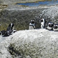 Пингвины в ЮАР :: Ольга Довженко