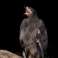 Степной орел(Aquila nipalensis) :: Иван 