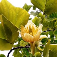 Лириодендрон или тюльпановое дерево :: Лидия Бусурина