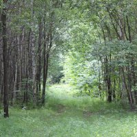 Прогулка по лесу :: Ольга 